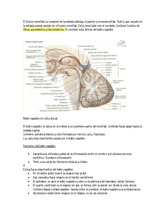 Miniatura del documento Tronco-encefalico.pdf