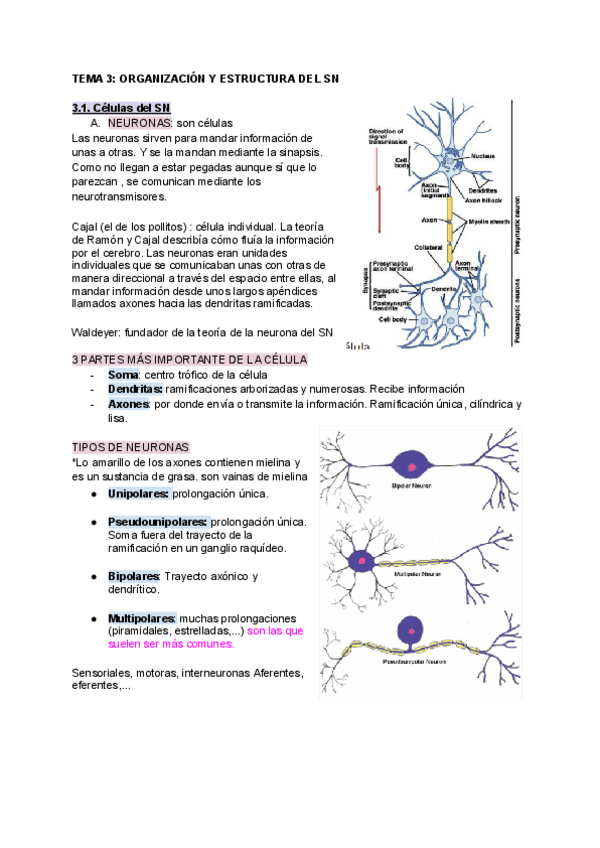 Miniatura del documento T.3.-ORGANIZACION-Y-ESTRUCTURA-DEL-SN.pdf