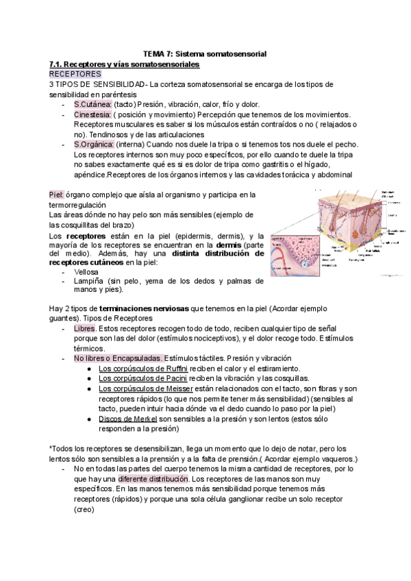 Miniatura del documento TEMA-7-Sistema-somatosensorial-1.pdf
