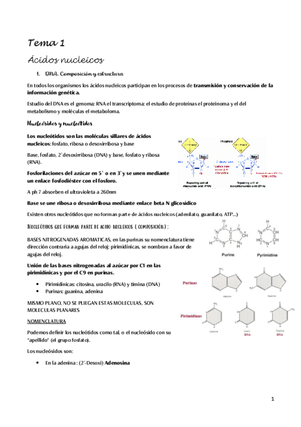 Miniatura del documento acidos-nucleicos.pdf