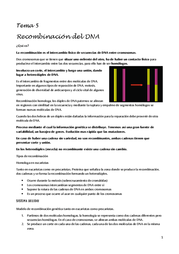 Miniatura del documento Recombinacion-del-DNA.pdf