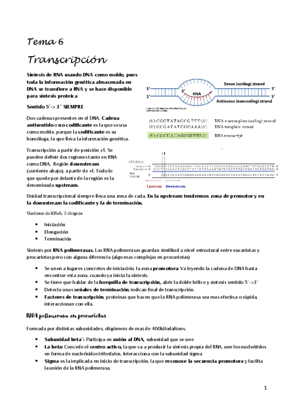 Miniatura del documento transcripcion.pdf
