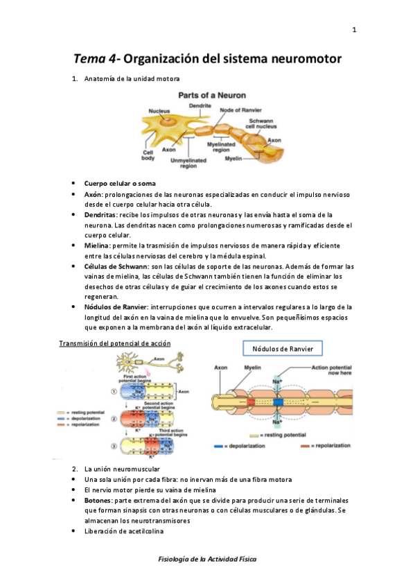 Miniatura del documento Tema 4- Organización del sistema neuromotor.pdf