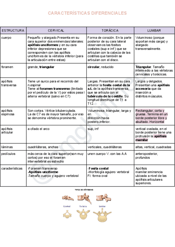 Miniatura del documento cuadro-comparativo-de-las-vertebras.pdf