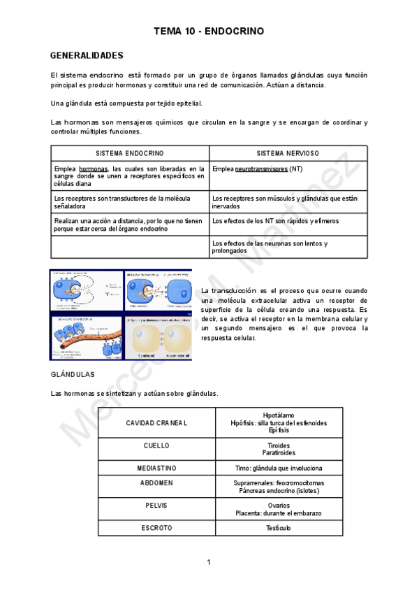 Miniatura del documento Tema-10-ANATO.pdf