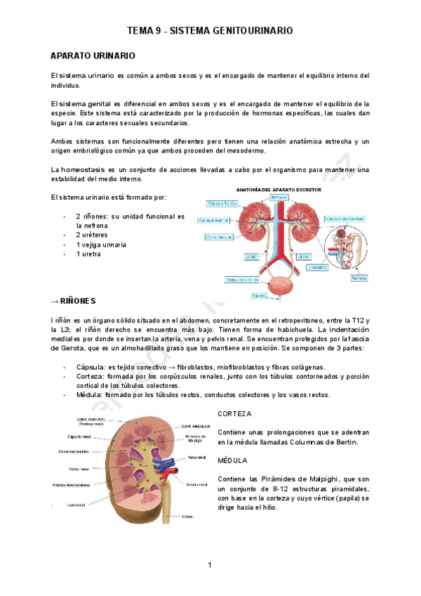 Miniatura del documento TEMA-9-ANATO.pdf