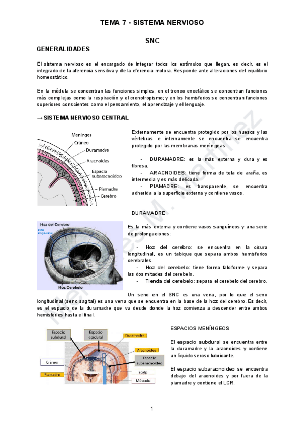 Miniatura del documento TEMA-7-ANATO.pdf