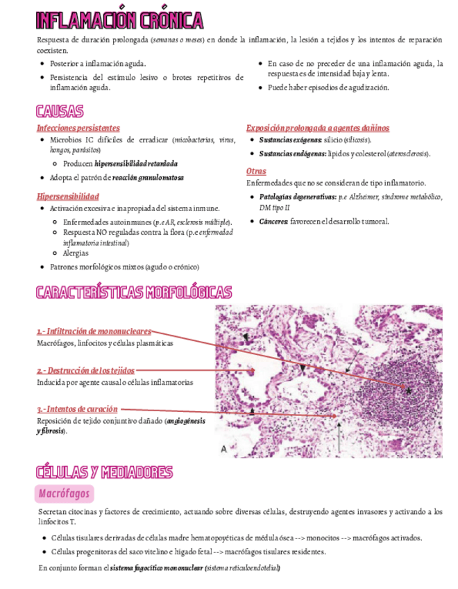 Miniatura del documento Inflamacion-cronica-y-reparacion-de-tejidos.pdf