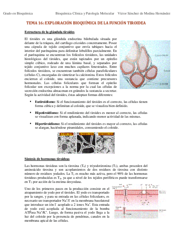 Miniatura del documento Tema 16. Exploración bioquímica de la función tiroidea VSM.pdf