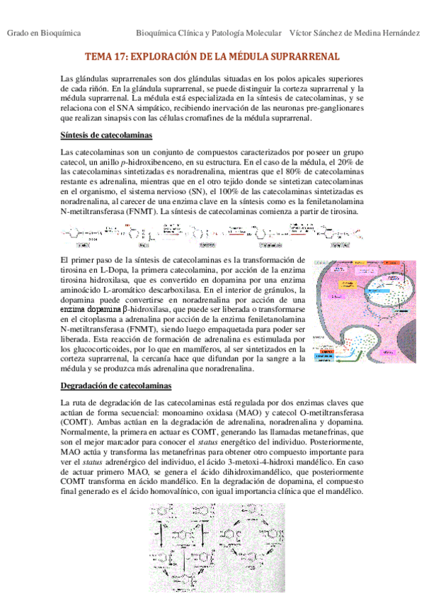 Miniatura del documento Tema 17. Exploración bioquímica de la médula suprarrenal VSM.pdf