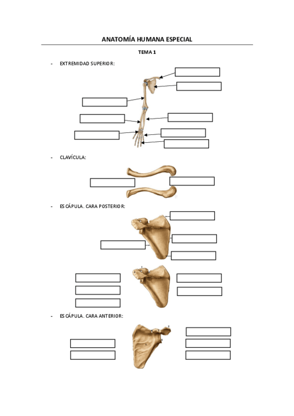 Miniatura del documento FOTOS EXAMEN ANATOMIA ESPECIAL.pdf