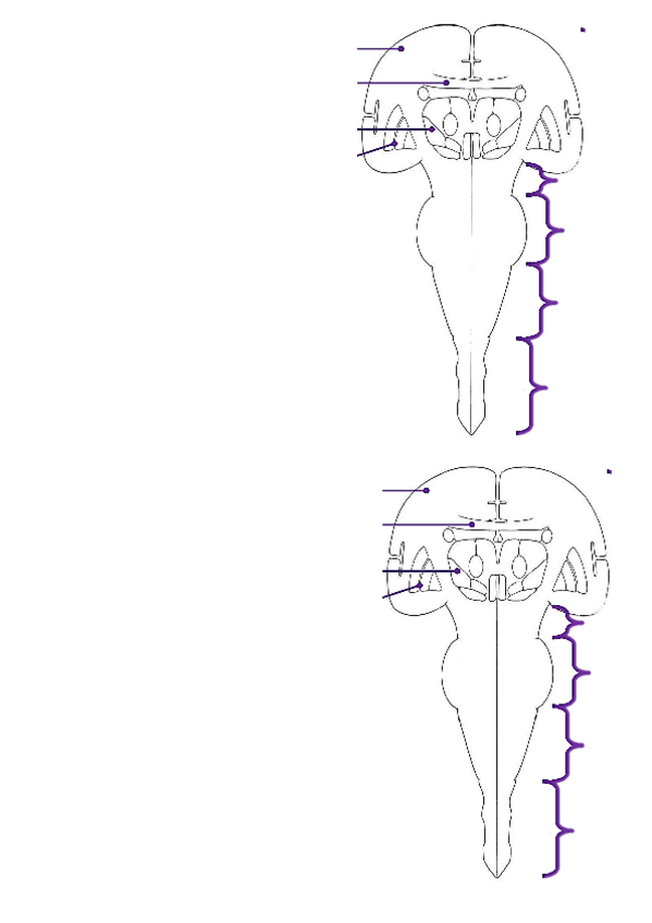 Miniatura del documento plantilla-tractos-espinales.pdf