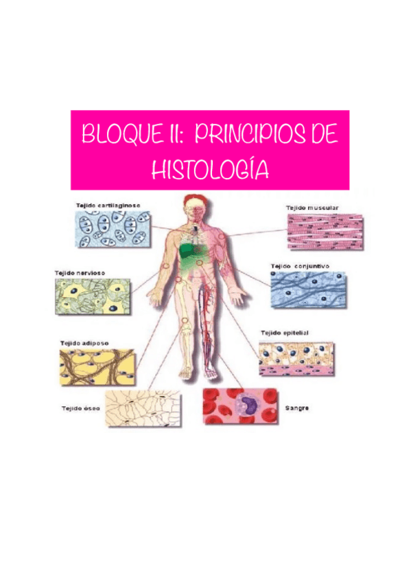 Miniatura del documento Bloque-2-Biologia-Histologia-1o-enfermeria.pdf