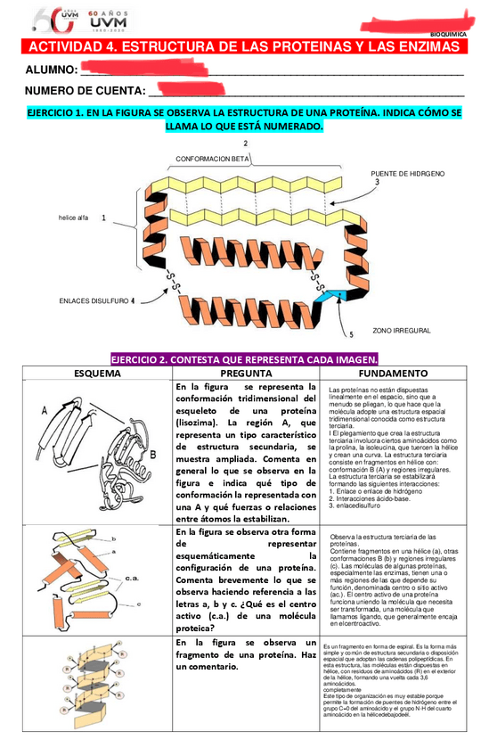 Miniatura del documento ESTRUCTURAS-DE-LAS-PROTEINAS-Y-LAS-ENZIMAS.pdf