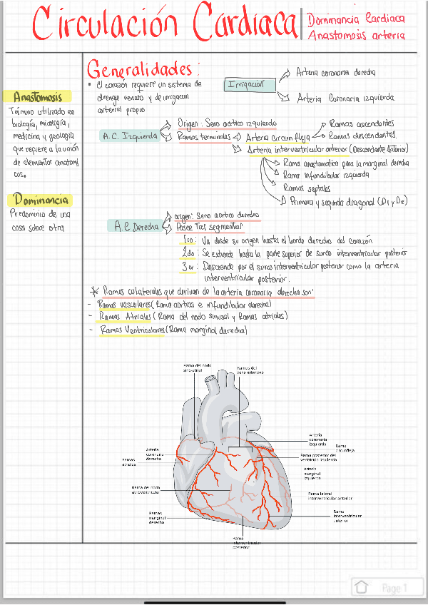 Miniatura del documento Dominancia-cardiaca-y-anastomosis.pdf