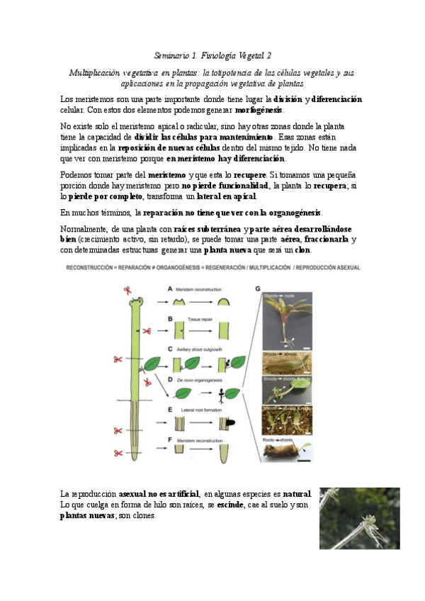 Miniatura del documento SEMINARIOS-VEGETAL-II.pdf