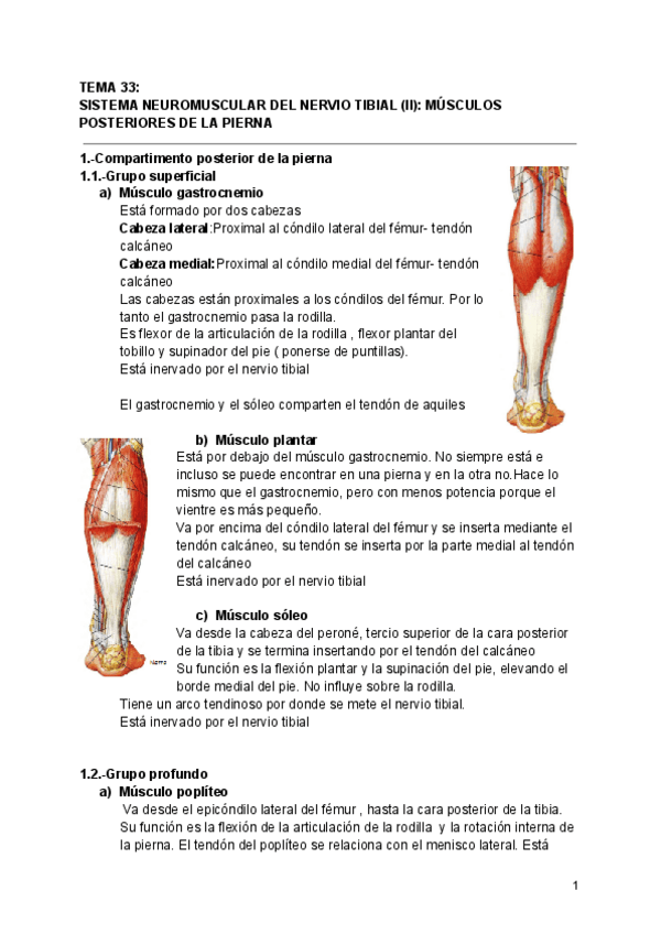 Miniatura del documento TEMA-33-SNM-DEL-N-TIBIAL.MM-POSTERIORES-DE-LA-PIERNA.pdf