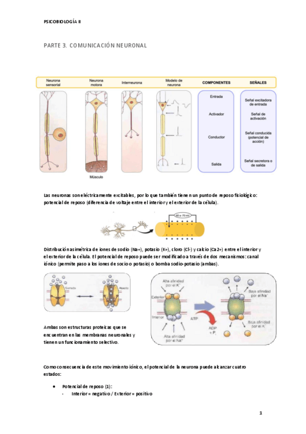 Miniatura del documento TEMA-1-PARTE-3-PSICOBIOLOGIA-II-2.pdf