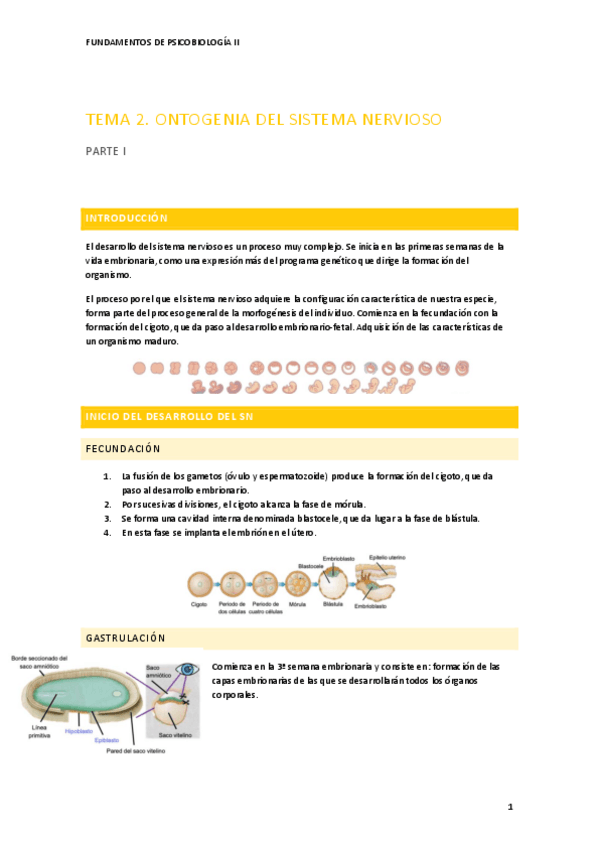 Miniatura del documento TEMA-2-PSICOBIOLOGIA-II-2.pdf