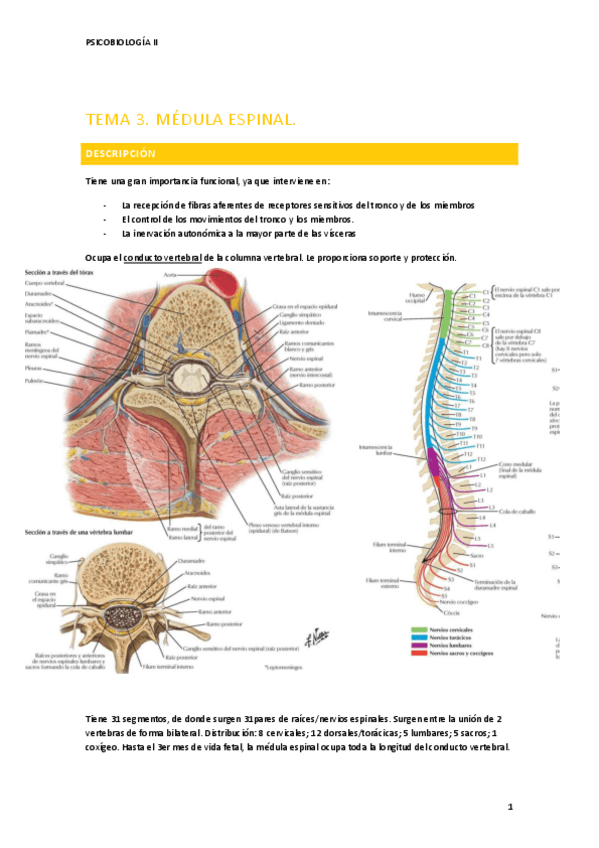 Miniatura del documento TEMA-3-PSICOBIOLOGIA-II.pdf