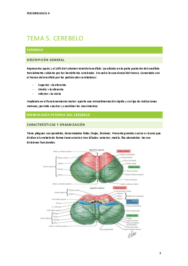 Miniatura del documento TEMA-5-PSICOBIOLOGIA-II.pdf