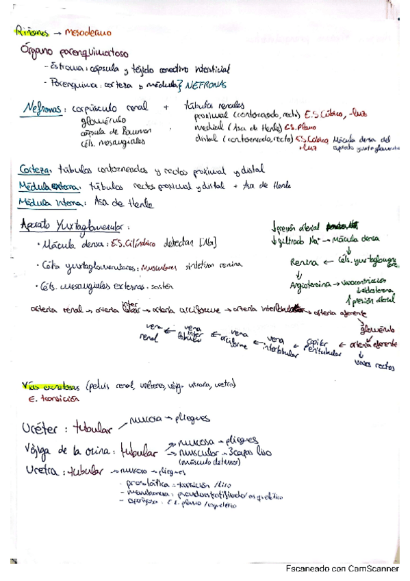 Miniatura del documento urinario.pdf