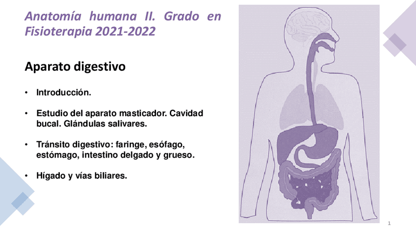 Miniatura del documento Anatomia-Enfermeria-Aparato-Digestivo.pdf