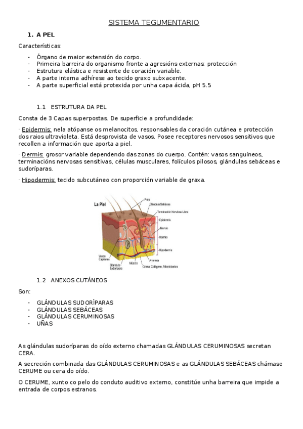 Miniatura del documento 6.-Sistema-Tegumentario.docx