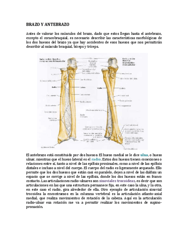 Miniatura del documento 15-BRAZO-Y-ANTEBRAZO.-Ballesteros.pdf