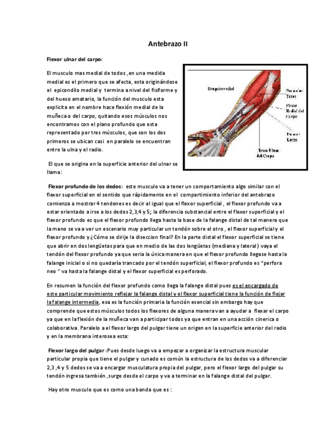 Miniatura del documento 16-ANTEBRAZO-Y-MANO.-Ballesteros.pdf