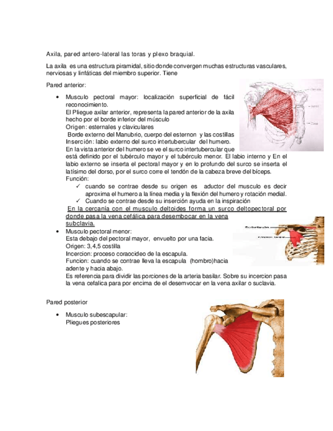 Miniatura del documento 07-PLEXO-BRAQUIAL.-Bladimir.pdf