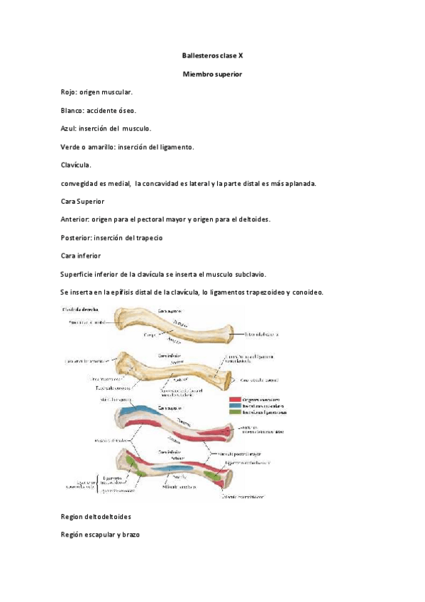 Miniatura del documento 10-MIEMBRO-SUPERIOR.-Ballesteros.pdf