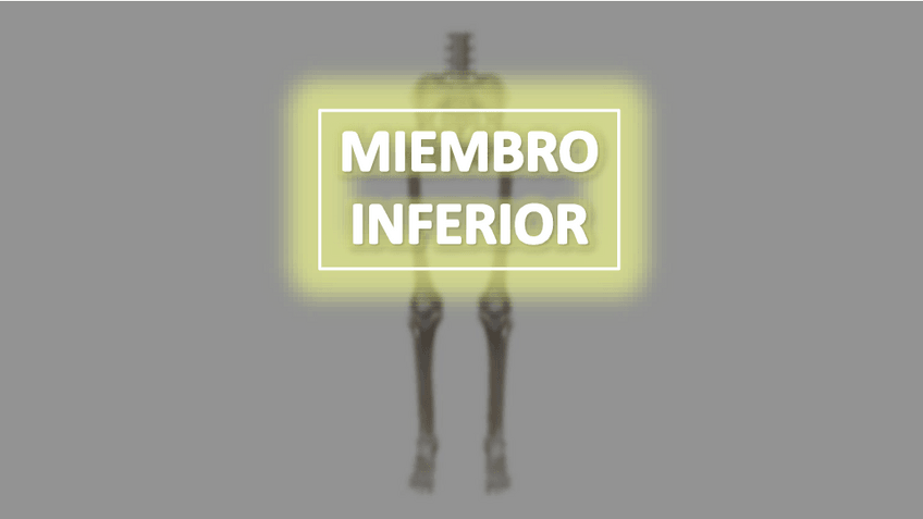 Miniatura del documento 3.-MIEMBRO-INFERIOR-Y-PIEL.pdf