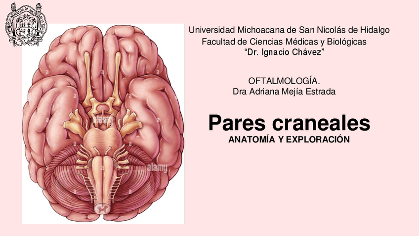 Miniatura del documento PARES-CRANEALES.pdf