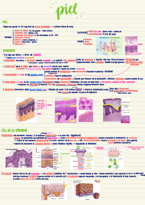 Miniatura del documento Esquema-T.11-PIEL.pdf