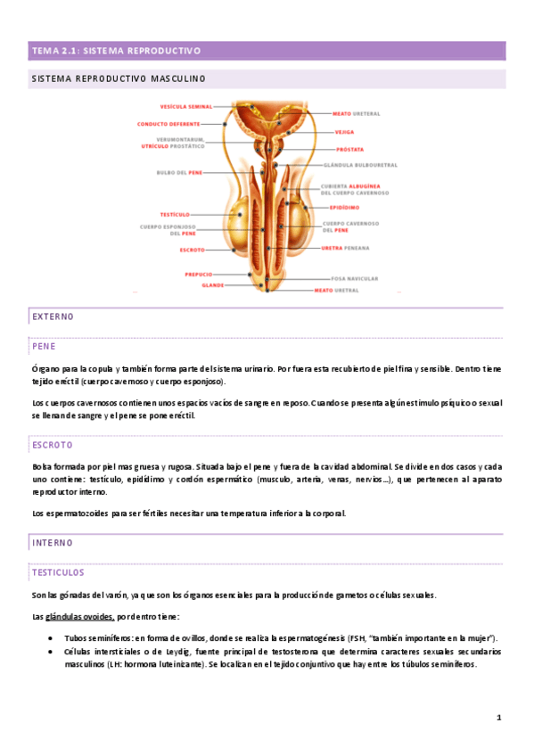 Miniatura del documento TEMA-2.pdf