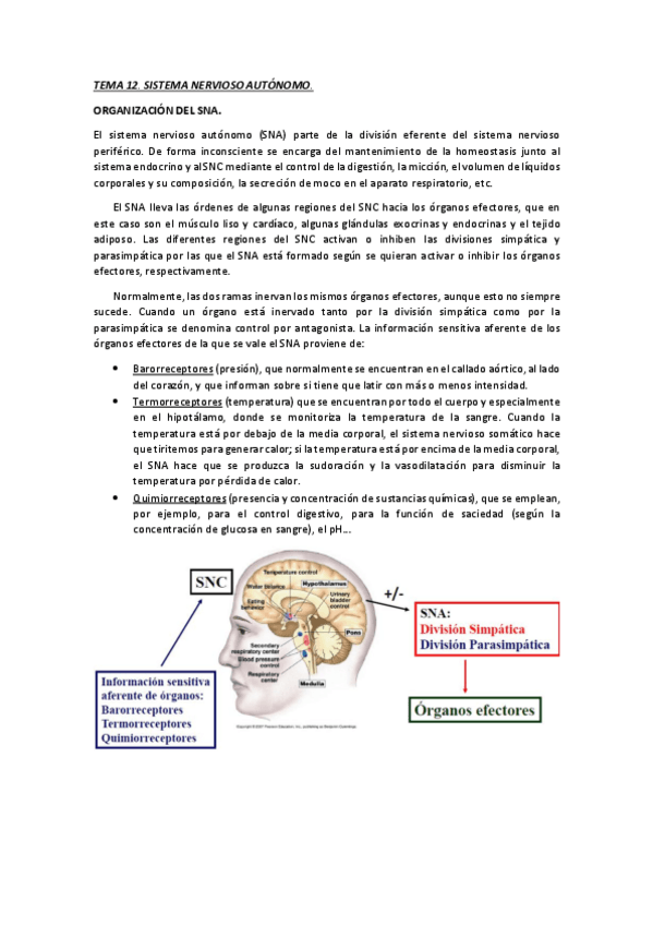 Miniatura del documento TEMA 12. SISTEMA NERVIOSO AUTÓNOMO.pdf