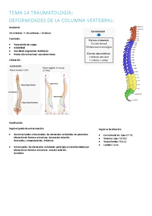 Miniatura del documento 14.-columna-vertebral.pdf