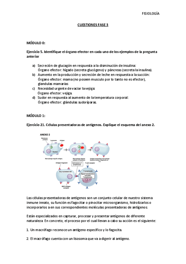 Miniatura del documento fase-3.pdf
