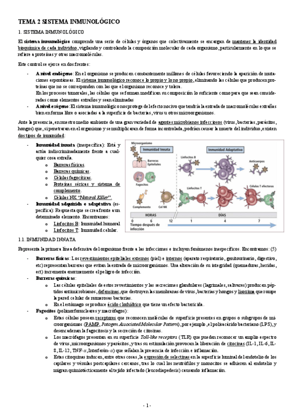 Miniatura del documento HISTOLOGIA-TEMA-2-SISTEMA-INMUNOLOGICO.pdf