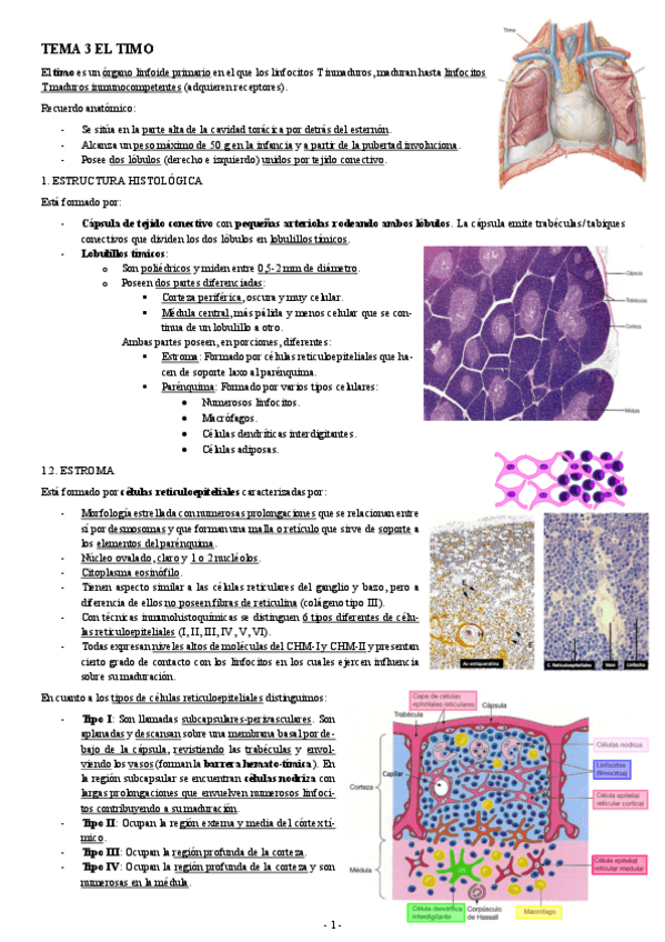 Miniatura del documento HISTOLOGIA-TEMA-3-EL-TIMO.pdf