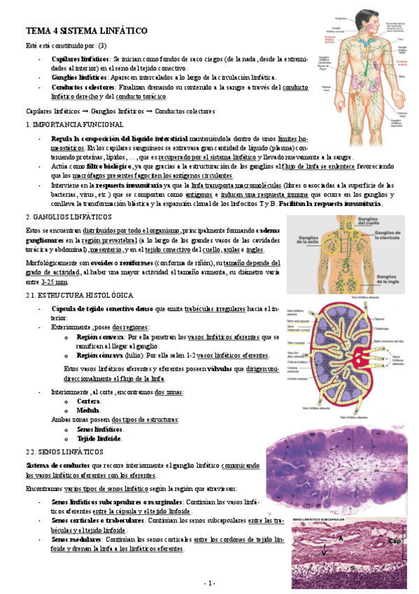 Miniatura del documento HISTOLOGIA-TEMA-4-SISTEMA-LINFATICO.pdf