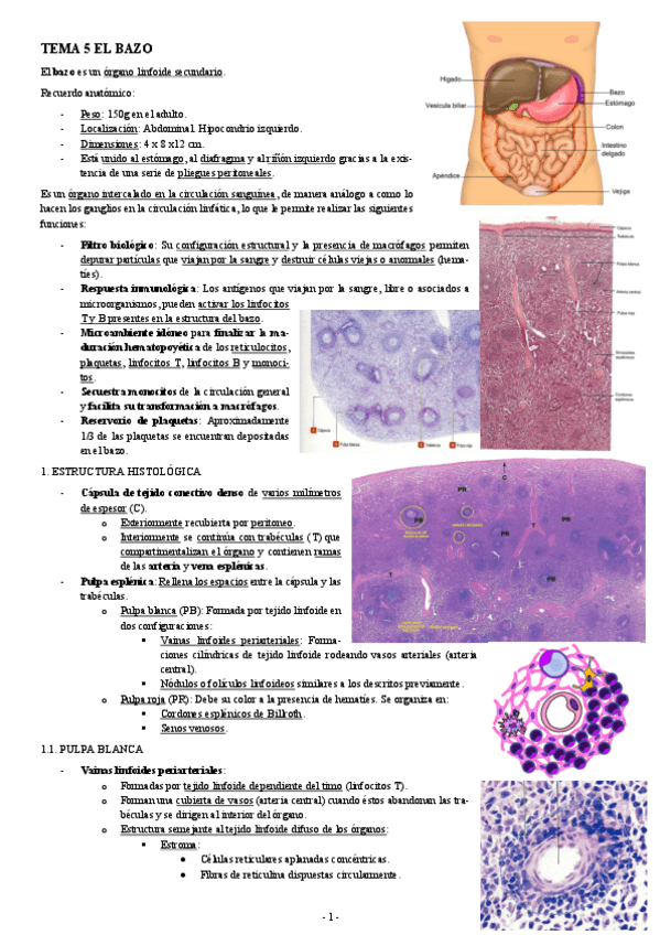 Miniatura del documento HISTOLOGIA-TEMA-5-EL-BAZO.pdf