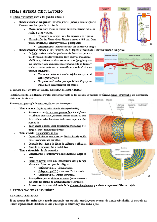 Miniatura del documento HISTOLOGIA-TEMA-6-SISTEMA-CIRCULATORIO.pdf