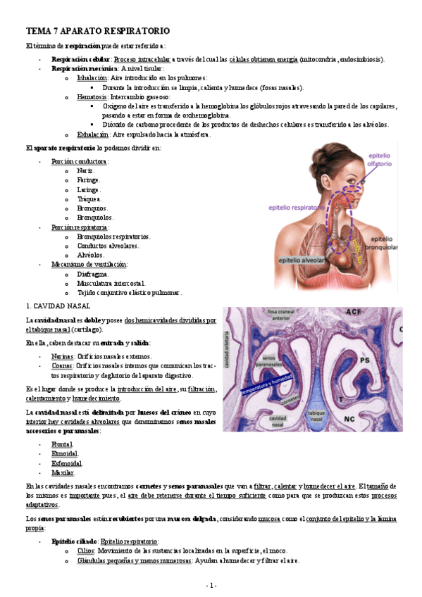 Miniatura del documento HISTOLOGIA-TEMA-7-APARATO-RESPIRATORIO.pdf