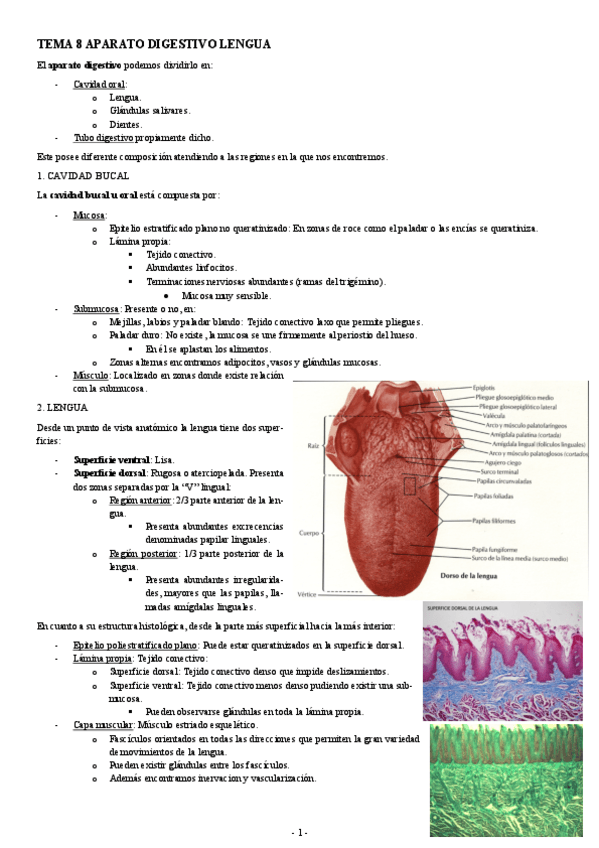 Miniatura del documento HISTOLOGIA-TEMA-8-APARATO-DIGESTIVO-LENGUA.pdf