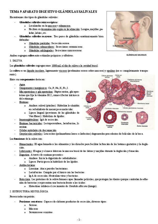 Miniatura del documento HISTOLOGIA-TEMA-9-APARATO-DIGESTIVO-GLANDULAS-SALIVALES.pdf