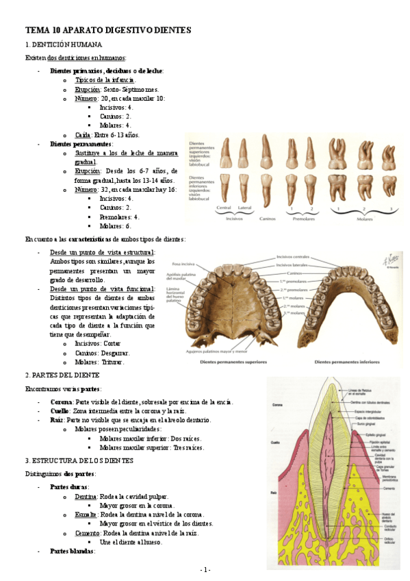 Miniatura del documento HISTOLOGIA-TEMA-10-APARATO-DIGESTIVO-DIENTES.pdf