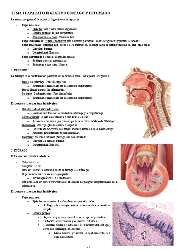 Miniatura del documento HISTOLOGIA-TEMA-11-APARATO-DIGESTIVO-ESOFAGO-Y-ESTOMAGO.pdf