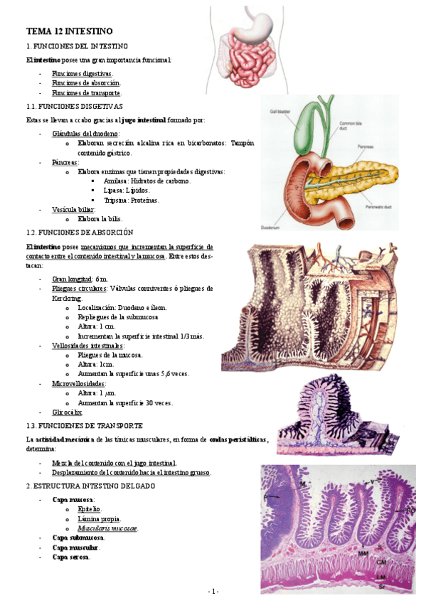 Miniatura del documento HISTOLOGIA-TEMA-12-INTESTINO.pdf